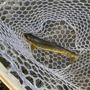Terrestrial Fly Pattern Fat Albert Foam Fly Hand Tied Flies Etsy