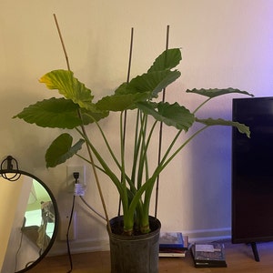 Alocasia Odora california Dwarf Elephant Ear 10 Inch Pot - Etsy