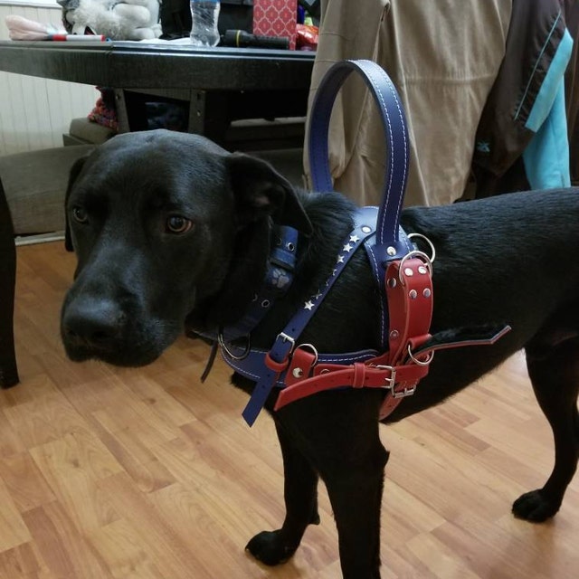 Pin by byCuteLeather on service dog harness