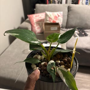 Evangelina added a photo of their purchase