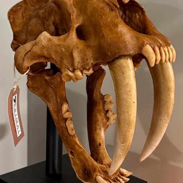 サーベルタイガーの頭蓋骨レプリカ - 実物大スミロドン化石