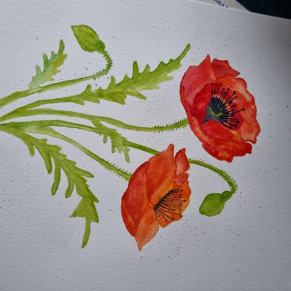 Poppy Flower Outline Drawing/digital PDF Printable! Download, Print ...