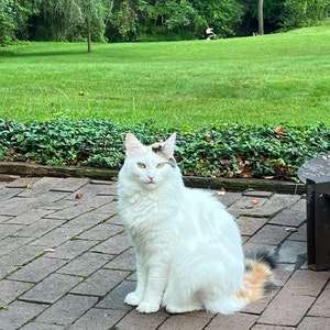 Diane added a photo of their purchase