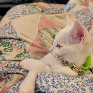 Acheteur Etsy a ajouté une photo de son achat