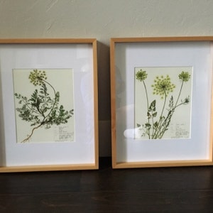 Queen Anne's Lace Print Set plant art herbarium specimen | Etsy