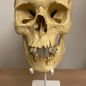 Realistic Resin Skull - Anatomical Human Skull Replica