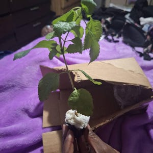 Stephanie added a photo of their purchase