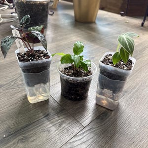 Melissa added a photo of their purchase