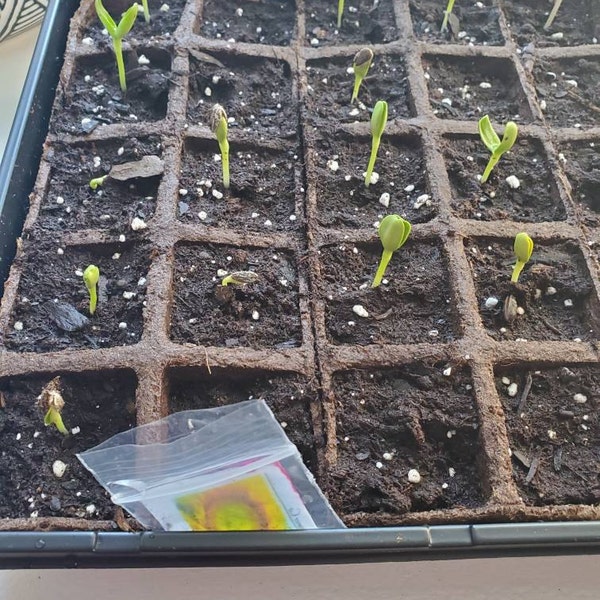 Container Dwarf Sunspot Sunflower Seeds, Miniature Helianthus Annuum ...