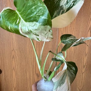 Dipali added a photo of their purchase