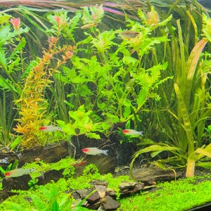 7 Species 28 Stems Live Aquarium Plants Package! Free S/h Live Aquatic  Plants! Colorful! - Etsy