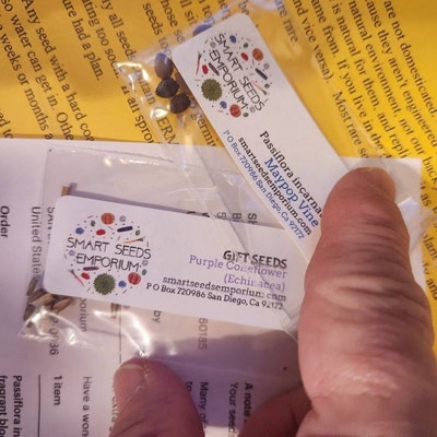 25+ Purple Passion Mollypops Maypop Vine Seeds - USA Grown & Shipped 5 thumbnail image
