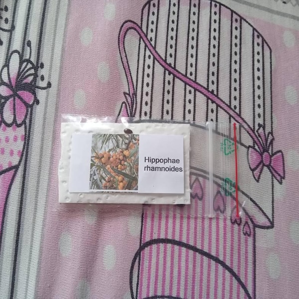 Lot De 50 Graines Fraîches Agretti Vertes - Plantes Aromatiques