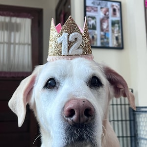 Buy Dog Birthday Crown | Pet Birthday Crown | Dog Crown | Pet ...