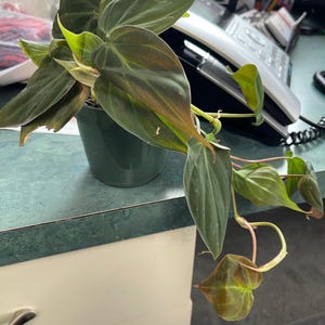 Roger added a photo of their purchase