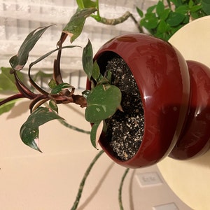 Light + Ladder: Fondra Self Watering Pot