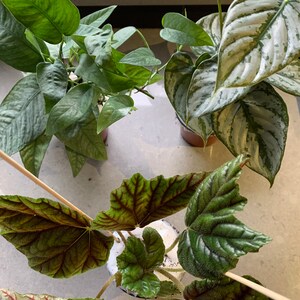 Begonia Metallica Etsy Begonia Metallica Etsy