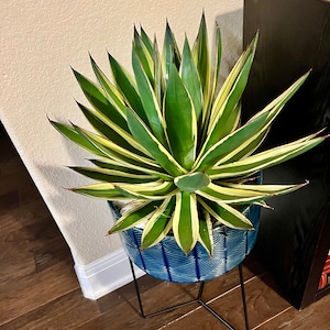 Snowglow Agave - アガベブルーグロー斑入り - 藍光白覆輪 - 希少植物 