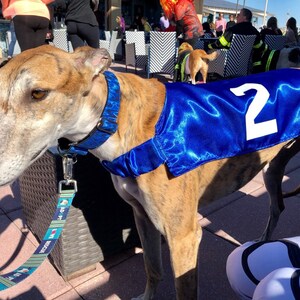 halemar dog blankets