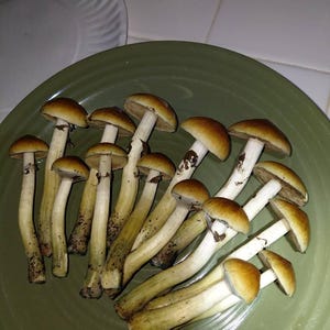 CHARLES added a photo of their purchase