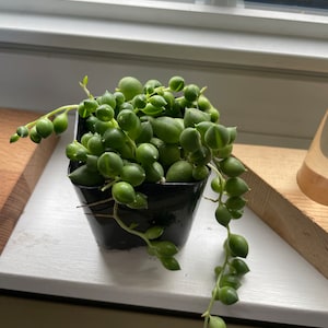 Elizabeth added a photo of their purchase