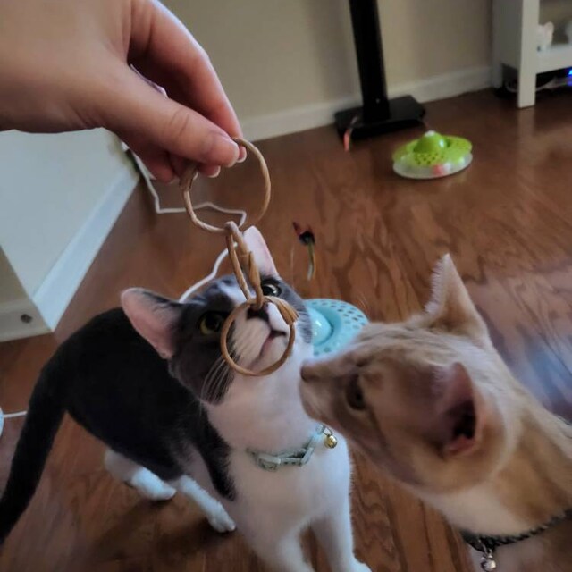Toys for declawed hot sale cats