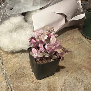 Rasheedah added a photo of their purchase