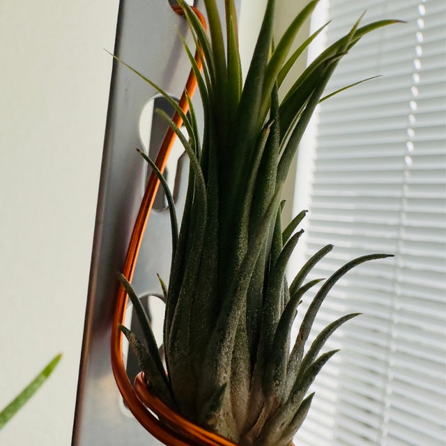Ionantha Hazelnut Air Plant, Small Tillandsia - Etsy