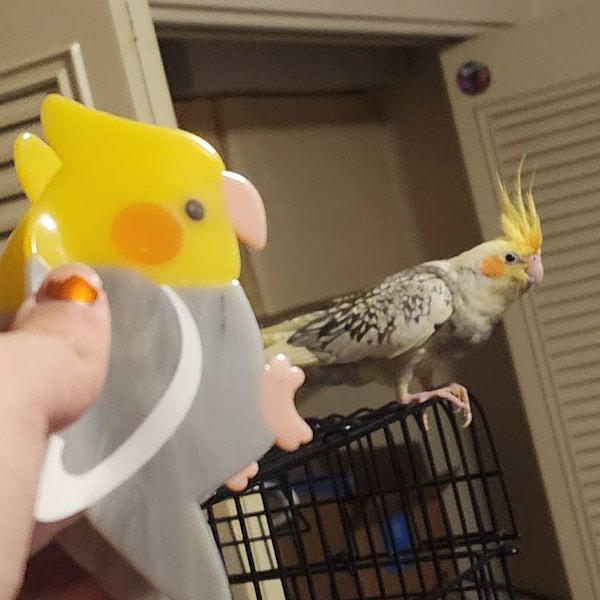 Lovebird Ripeness Chart Poster Etsy