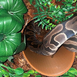 Green added a photo of their purchase