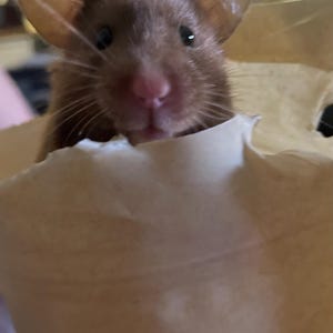 Lindsey ha añadido una foto de su compra