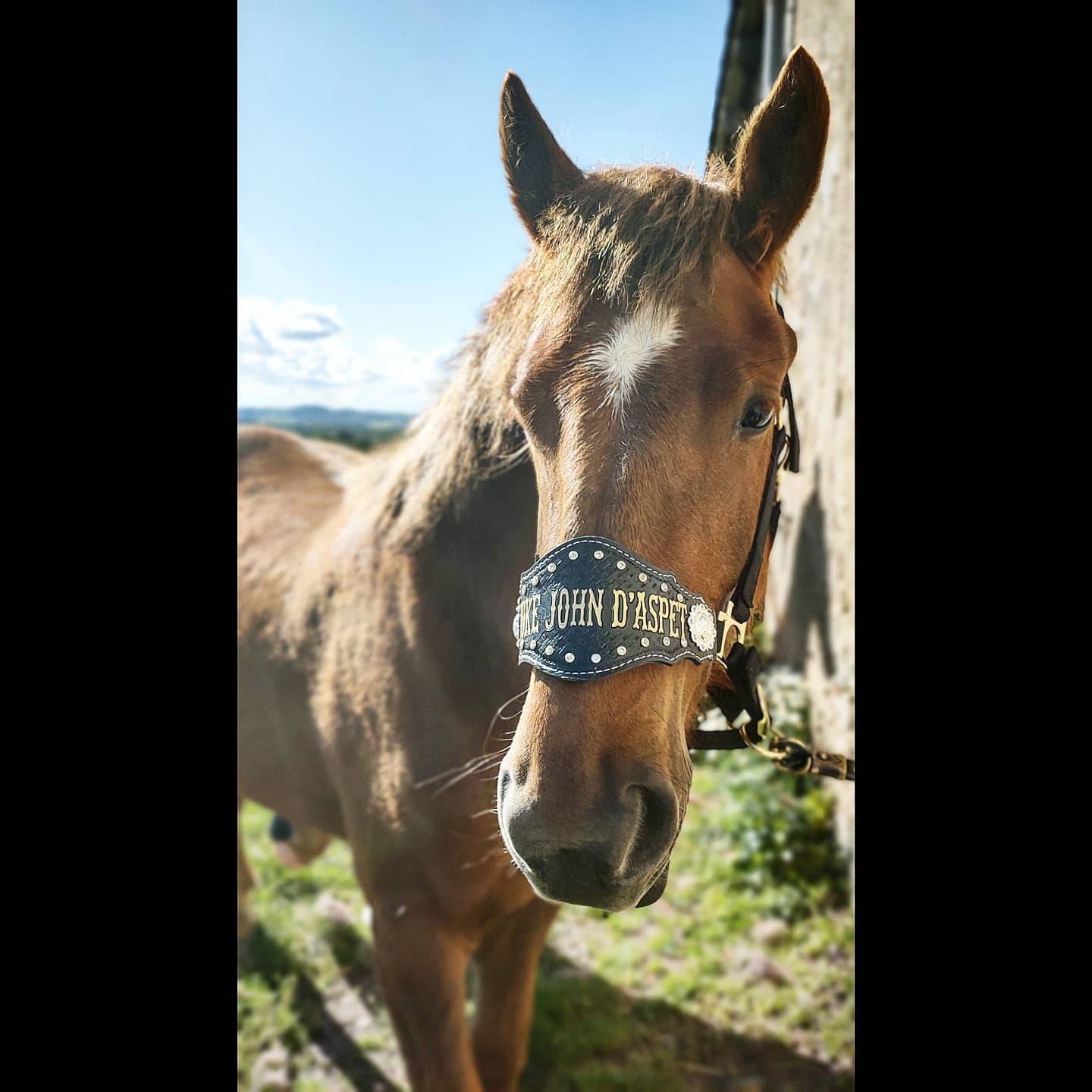 Custom Nylon Bronc Halter - Stronger Design Than Tab Style Leather Noseband