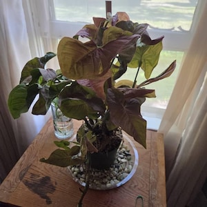 Kailee added a photo of their purchase