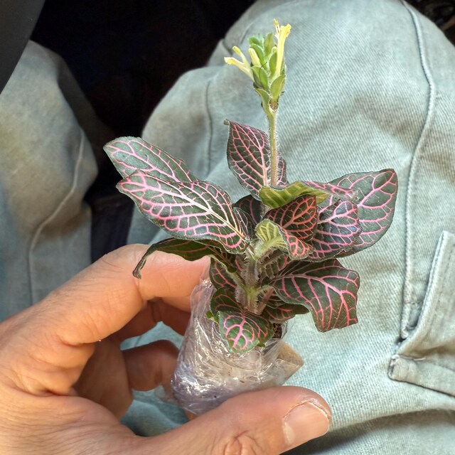 Pink Forest Flame Fittonia Starter Plant (ALL STARTER PLANTS