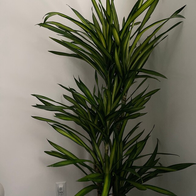Dracaena Goldstar Plant in 2g Pot - About 60" Tall - Etsy Norway