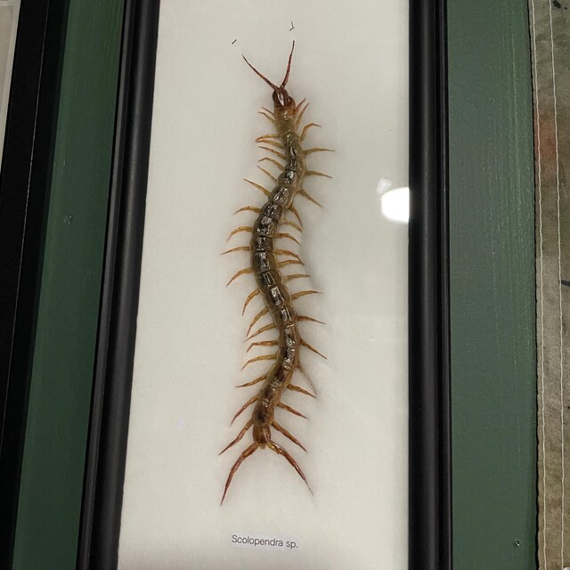 巨大ムカデ（Scolopendra subspinipes）｜額装・マウントされたクモ類