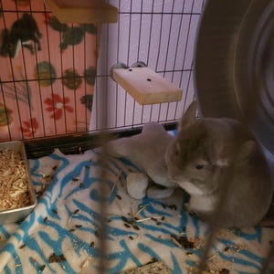 Thea added a photo of their purchase