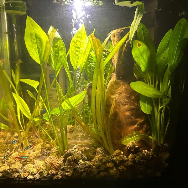 Curated visual reference: Curated Inexpensive Cichlid Aquarium Kits Gallery View 37