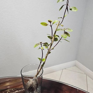 Alexis added a photo of their purchase