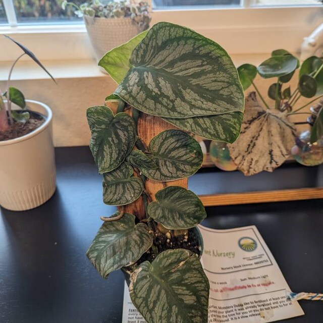 philodendron magic mask Philodendron Florida Beauty Variegated 4” – Angie's Planties main image 0