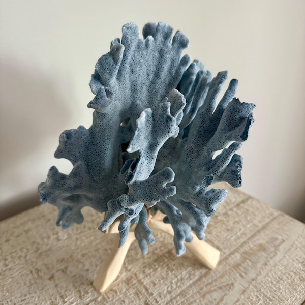 25 to 500 Limpet Shells Seashells Aqua Blue Teal Green Limpet Small ...