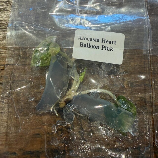 斑入りピンクアロカシア ハートバルーン - 組織培養植物 - Etsy 日本