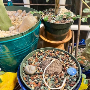 Debra added a photo of their purchase
