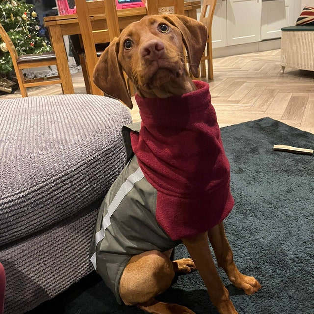 DashwoodDogCoats Etsy UK