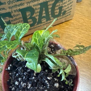 yamilet added a photo of their purchase