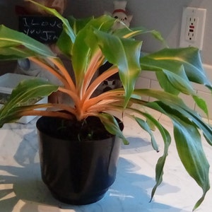 jean added a photo of their purchase