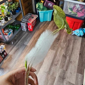 Jessica ha añadido una foto de su compra