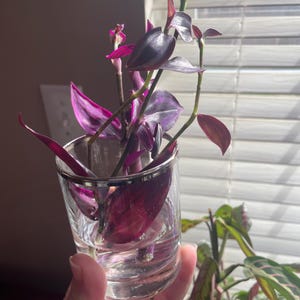 Karrie added a photo of their purchase