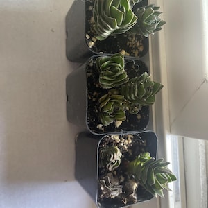 Comprador de Etsy ha añadido una foto de su compra