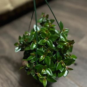 Kupujący z Etsy dodał(a) zdjęcie swoich zakupów